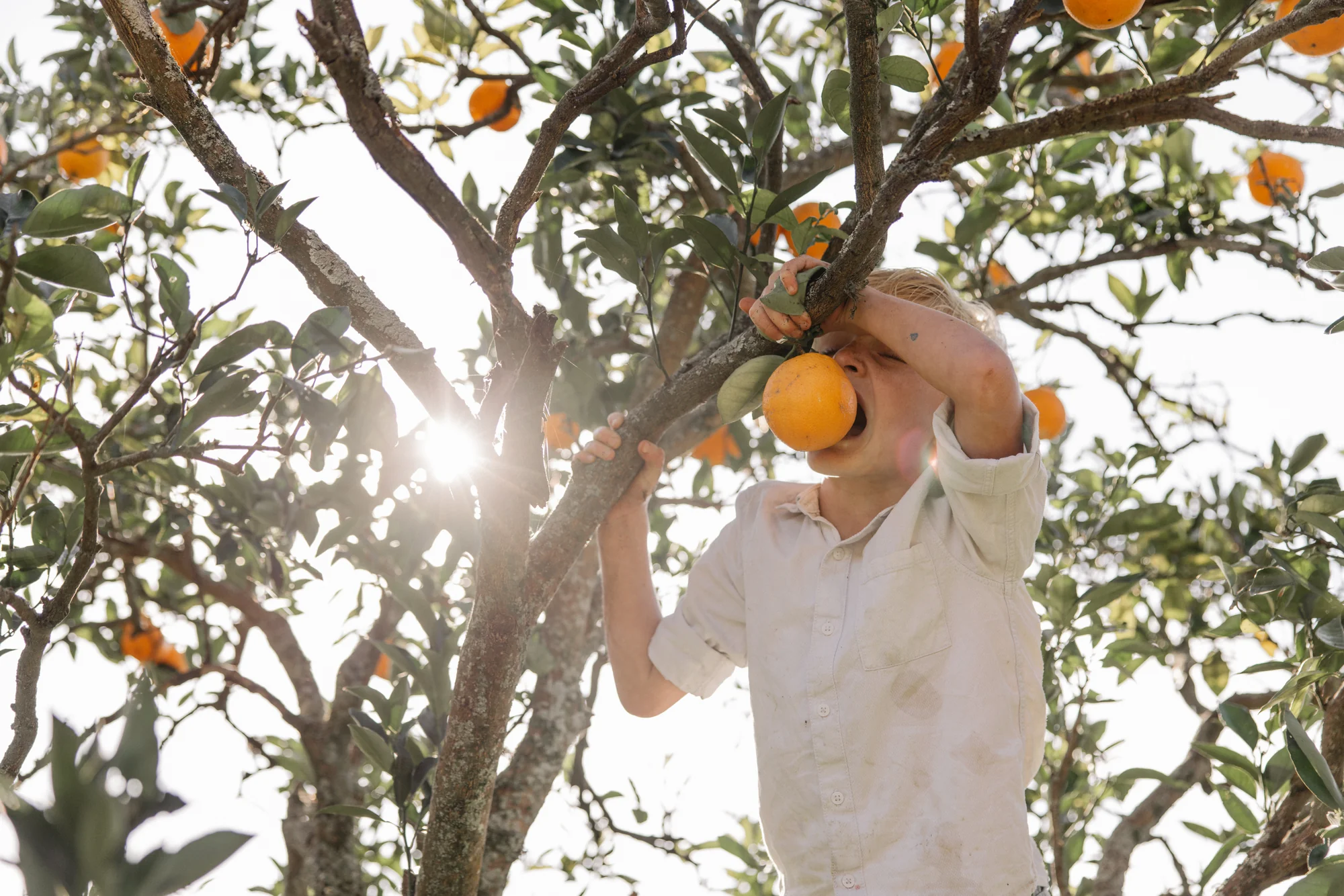 A boy bites into an orange straight from the tree, backlit by the sun.