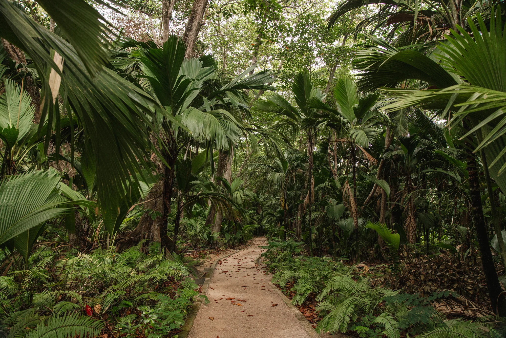 A path winding through a dense green jungle.